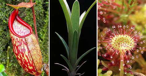 fascinating carnivorous plants