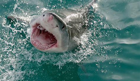 shark attack capital   world implement