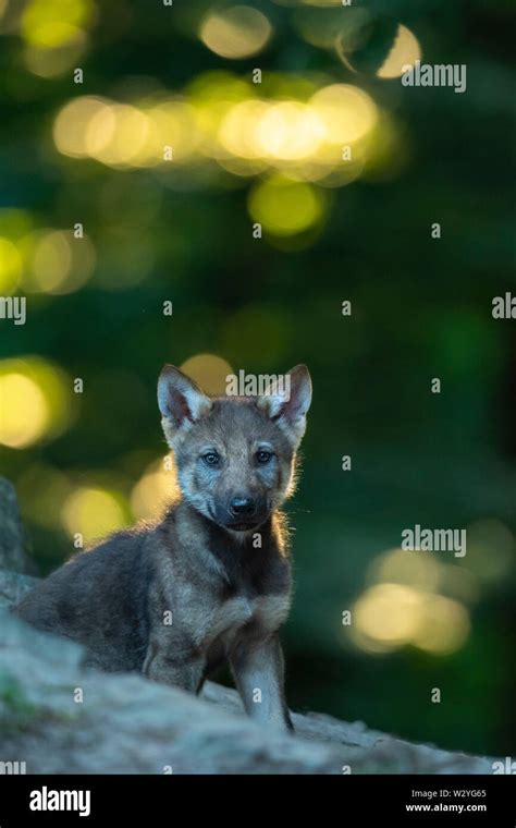 wolf cub canis lupus stock photo alamy