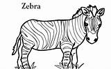 Zebra Coloring Pages Short Without Kids Stripes Cartoon Animals Color Print Printable Template sketch template
