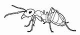 Ant Misterbug sketch template