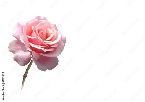 rose freigestellt  rosa stock photo adobe stock