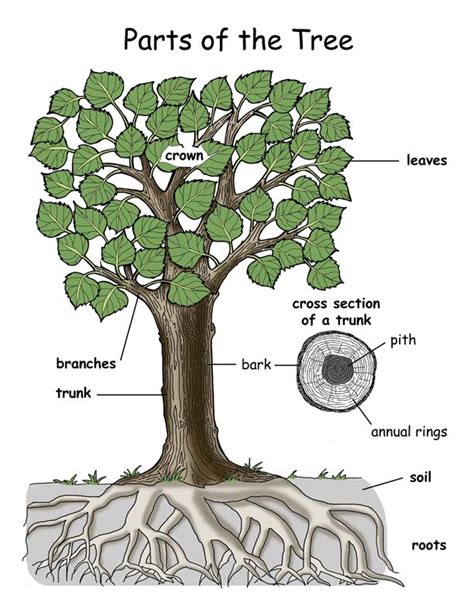 tree assessment