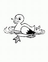 Coloring Pages Duck Dynasty Birds Duckling Bird Logo Print sketch template