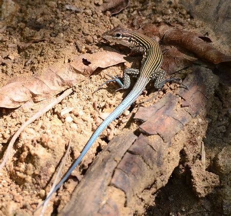 lined whiptail  lined whiptail aspidoscelis linea don