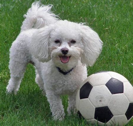 bichon frise reviews  collection pictures dogs breeds  puppies