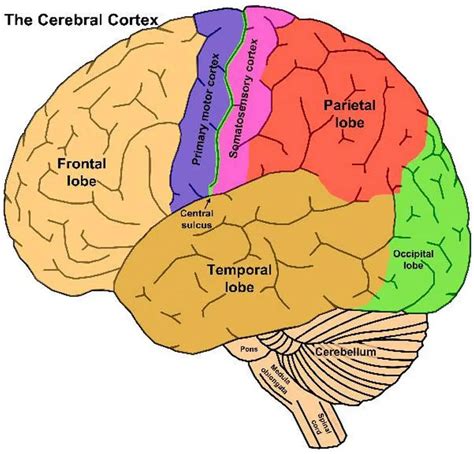 pictures  cerebral cortex