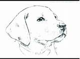 Coloring Realistic Dog Pages Easy Print Color Getcolorings Printable Getdrawings Colorings sketch template