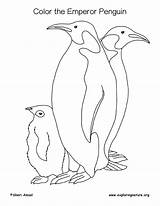 Emperor Penguin Coloring Drawing Getdrawings sketch template