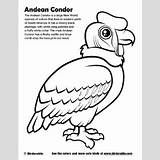 Condor Birdorable Andean Designlooter sketch template