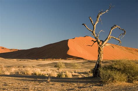 filethorn tree sossusvlei namib desert namibia luca galuzzi jpg wikipedia