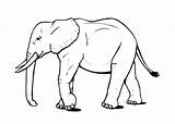 Elephant Coloring Cartoon Pages Animals Color Animal African Loading Choose Board sketch template