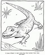 Coloring Alligator Pages Print Preschool sketch template