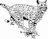 Wildcat Coloring Bobcats 246px 72kb Getdrawings Drawing sketch template
