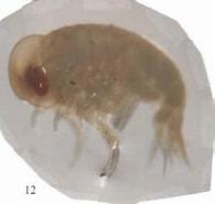 Afbeeldingsresultaten voor "simorhynchotus Antennarius". Grootte: 195 x 183. Bron: www.odb.ntu.edu.tw