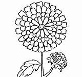 Dahlia Flower sketch template