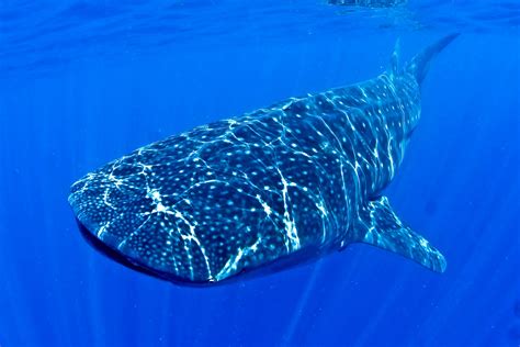 squalo balena juzaphoto