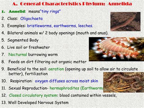 ppt phylum annelida segmented worms chapter 27~~~ in 121 powerpoint