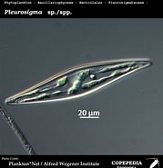 Afbeeldingsresultaten voor "pleurogonium Inerme". Grootte: 179 x 185. Bron: www.st.nmfs.noaa.gov