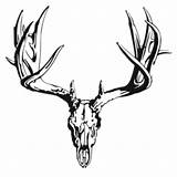 Deer Antlers Buck Pinclipart Clipartmag Whitetail Antler sketch template