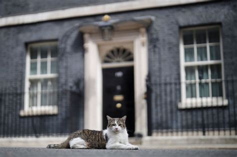 larry  cat celebrates  years  downing street daily sabah