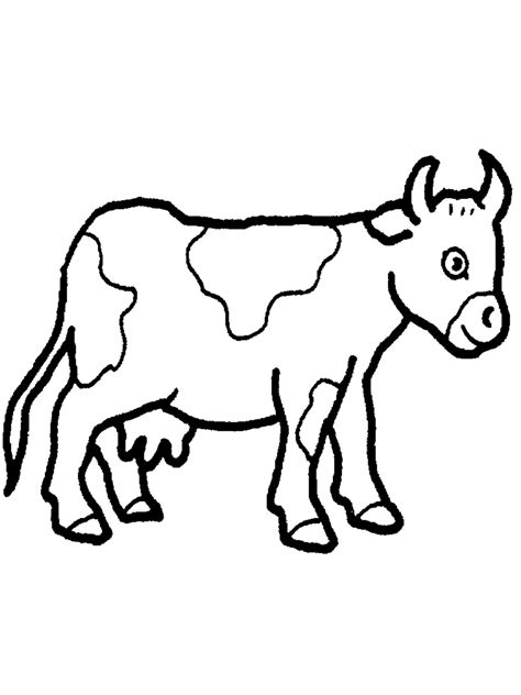 cows coloring pages    print