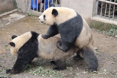 video of pandas having sex for an unusually long time to be shown to