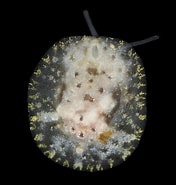 Afbeeldingsresultaten voor "lamellaria Perspicua". Grootte: 176 x 185. Bron: www.aphotomarine.com