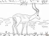 Impala Coloring Pages Printable Realistic Animal Drawing Wildebeest Color Designlooter Version Click Tiffany Getdrawings Drawings Tablets Ipad Compatible Android Getcolorings sketch template