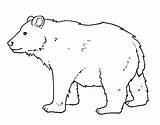 Salvajes Orso Osos Peligro Extincion Polares Colora Maestra Moose Stampare Seleccionar Cose Libri sketch template