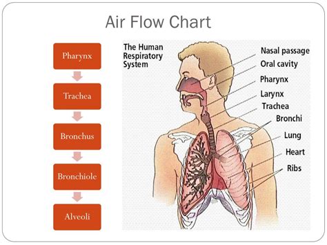 respiratory system flowchart  xxx hot girl