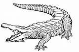 Crocodile Alligator Line Template Everfreecoloring Rhpinterestcom Reptile Nile sketch template