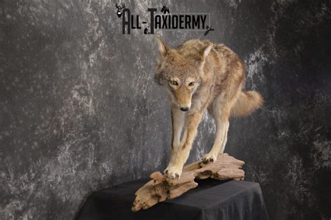 full body coyote taxidermy mount  sale sku   taxidermy