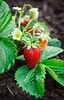 Bildresultat för Strawberry Plants. Storlek: 64 x 100. Källa: www.gardeningknowhow.com