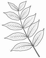 Walnut Leaf Coloring Categories sketch template