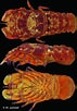 Afbeeldingsresultaten voor "stenopleustes Nodifer". Grootte: 71 x 102. Bron: inpn.mnhn.fr