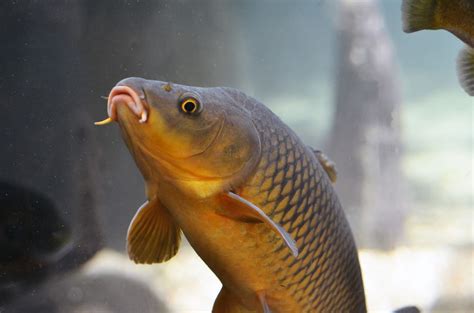 virginia fishes  common  captivating carp cyprinus carpio