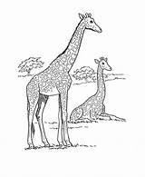 Coloring Pages African Animal Animals Giraffe Wild Safari Dog Savanna Kids Sheet Print Printable Sheets Activity Adult School Honkingdonkey Color sketch template