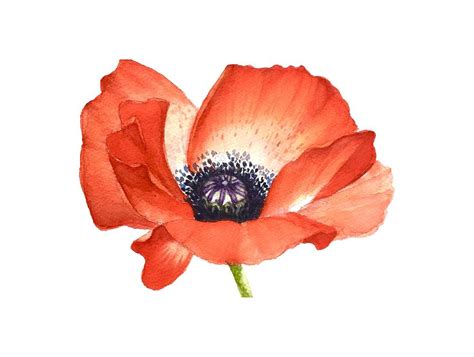 Red Poppy Flower Image For Prints On Tshirt Painting By Mahsa