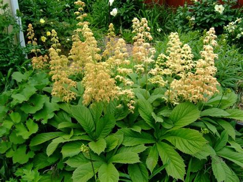 vaste schaduwplanten die graag buiten  de schaduw staan hardy perennials herbaceous