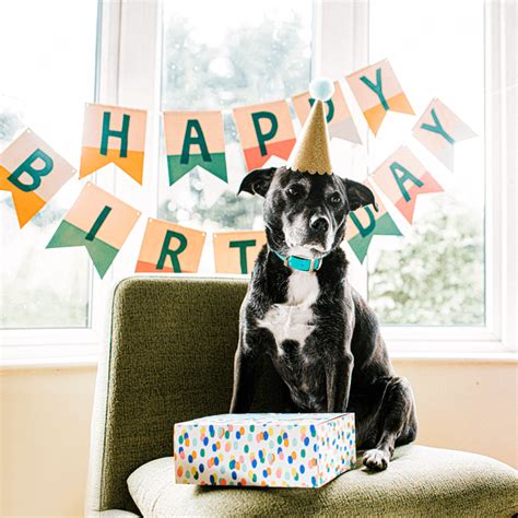 dog birthday quotes  celebrate pups  pet lovers