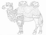Chameau Cammelli Dromedari Camellos Dromedarios Kamele Dromedare Lignes Fines Adulti Adultos Erwachsene Malbuch Chameaux Dromadaires Camels Très Superbe Coloriages Justcolor sketch template