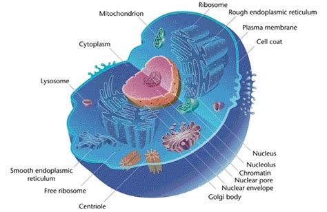 fileeukaryotic cell animaljpg