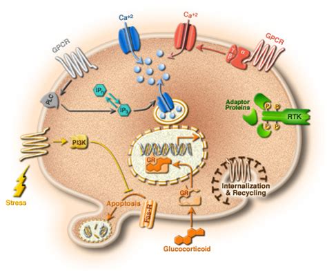 cell biology psychology wiki fandom powered by wikia