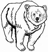 Bear Grizzly Coloring Pages Drawing Face Realistic Designlooter Side Getcolorings Getdrawings Printable Kids Color 52kb 650px Template Print sketch template