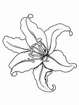 Lily Flower Coloring Pages Tiger Flowers Lilies Drawing Color Columbine Printable Getdrawings Print Recommended Getcolorings Kids sketch template