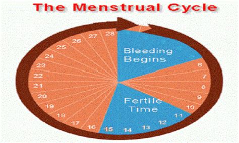 Woman Ovulation Cycle Sexy Boobs Pics