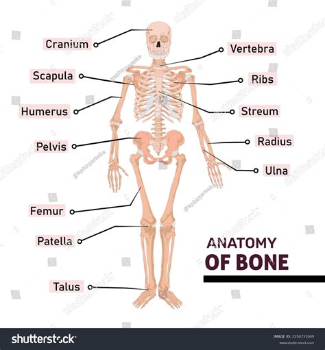 skeleton bones labeled