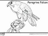 Falcon Peregrine Coloring Getcolorings Col sketch template