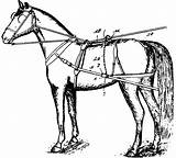 Horse Harness Clipart Trailer Cart Pulling Detaching Harnesses Horses Drawing Clip Etc Clipground Cliparts Dressage Gif Tack Usf Edu Library sketch template